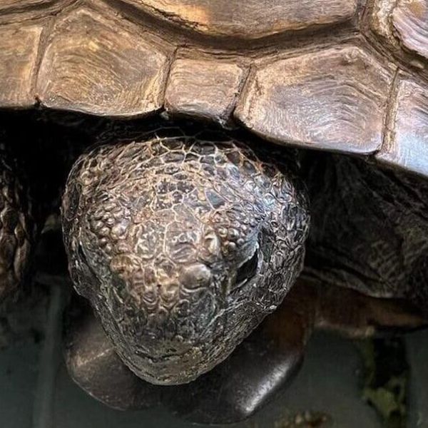 Wildlife Inc. cares for animals during, after hurricane