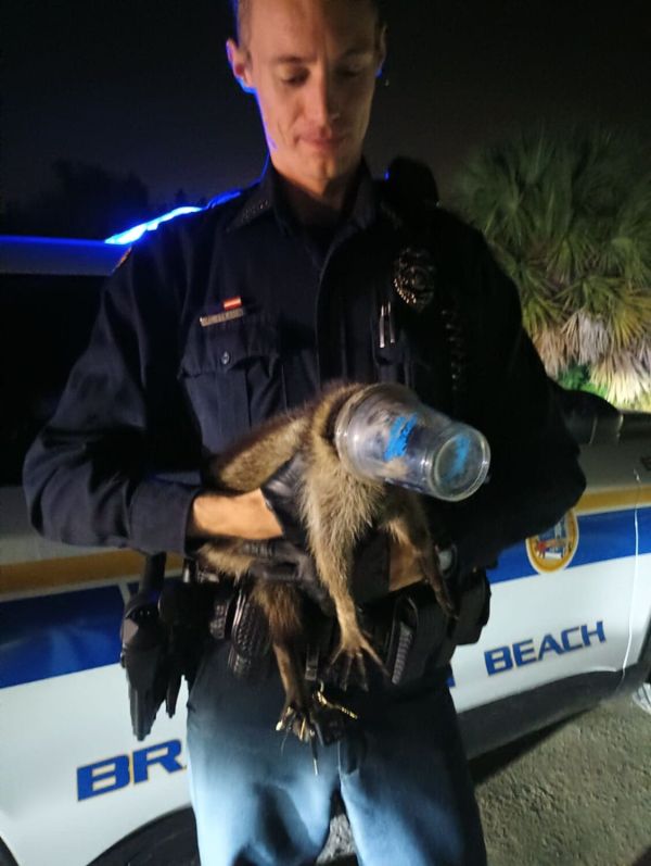 Woman hospitalized following raccoon attack