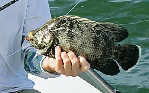 Tripletail