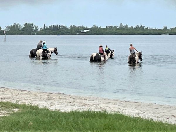 Palma Sola Bay impacted by several sources