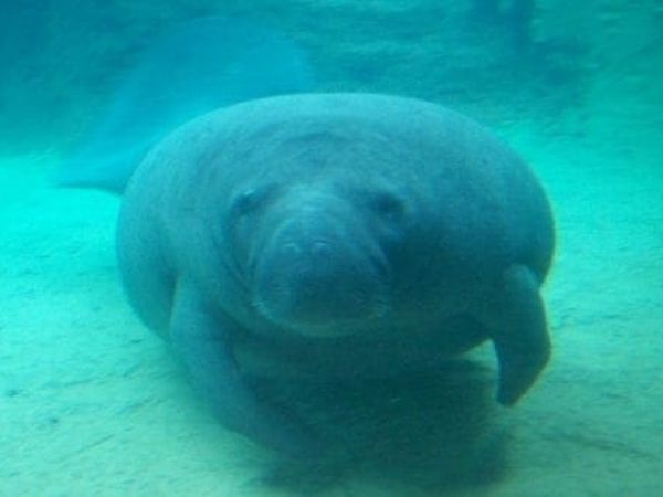 Manatee