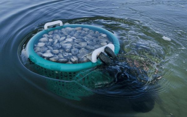 Commission considering clam and seagrass restoration request