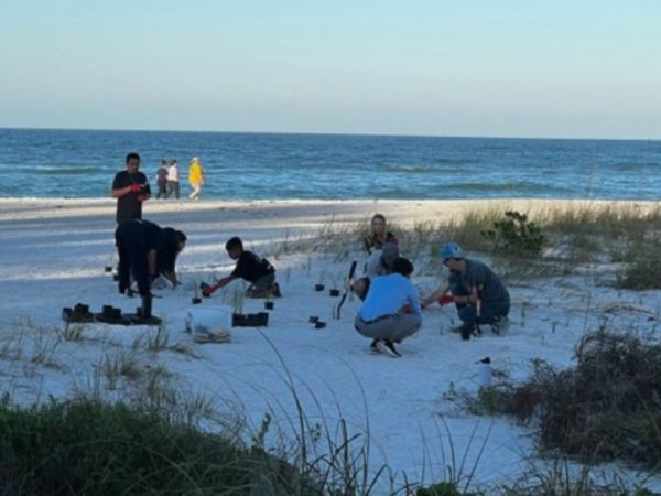 Volunteers replace sea oats