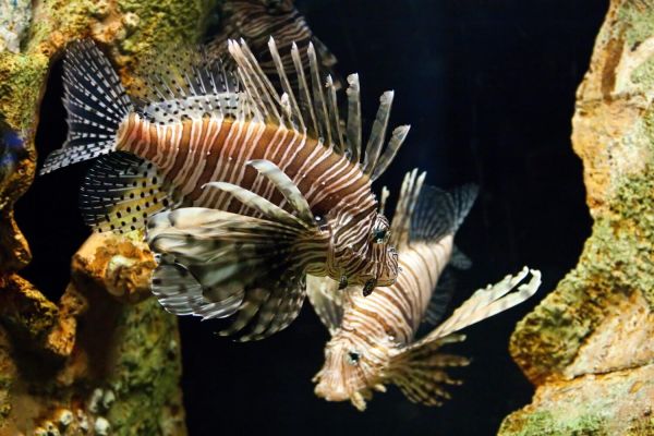 Help rid Island waters of lionfish