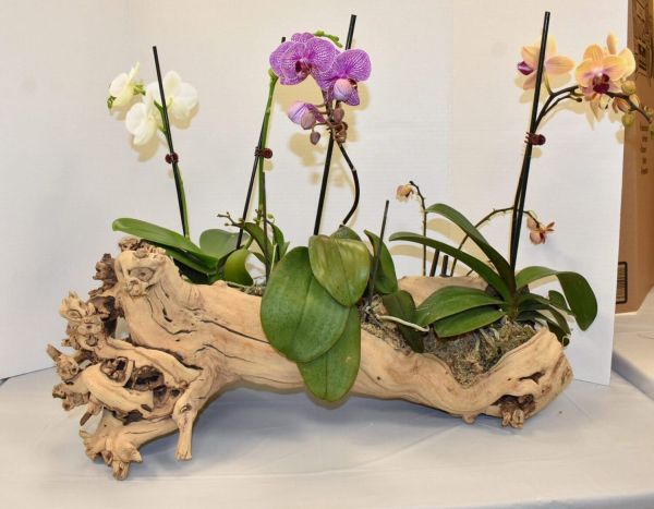 AMI Garden Club hosts Paradise Found flower show