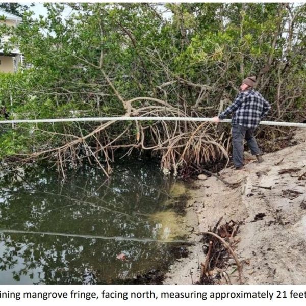 FDEP: Mangrove removal requires additional approval