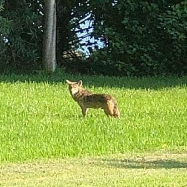 Holmes Beach coyotes Wooten