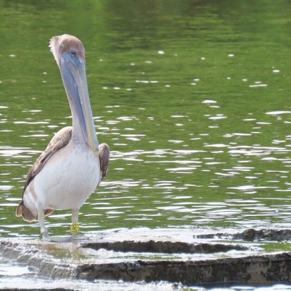 Pelicans treated for injuries to be tracked