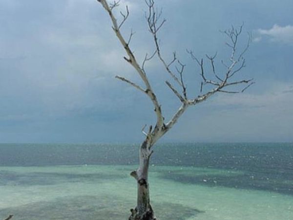 FDEP educates officials on mangroves