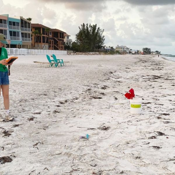 Sea turtle false crawls on the rise