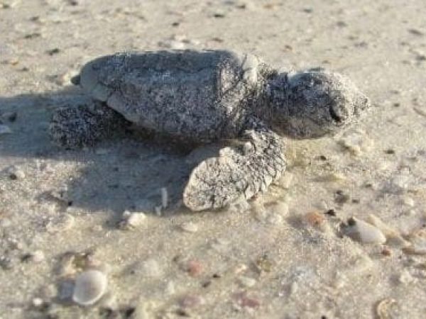 Turtle hatchling