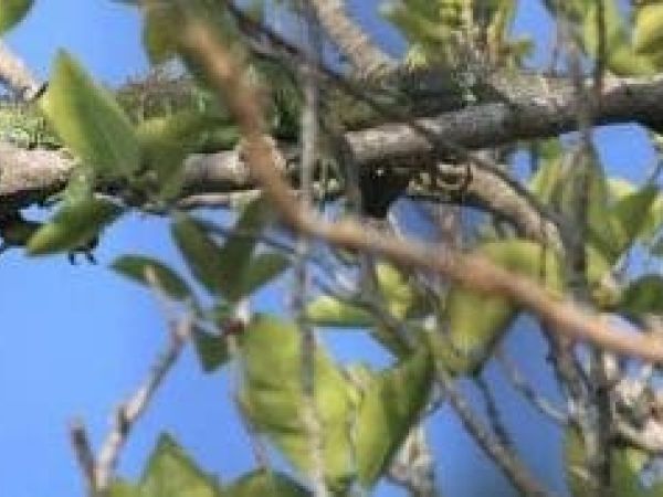 Leffis lizard to be relocated