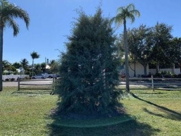 Holmes Beach Christmas tree