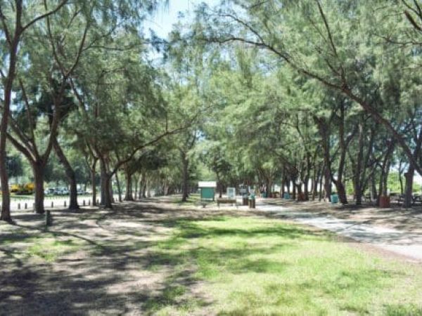 Coquina Beach improvements require more Australian pine removals