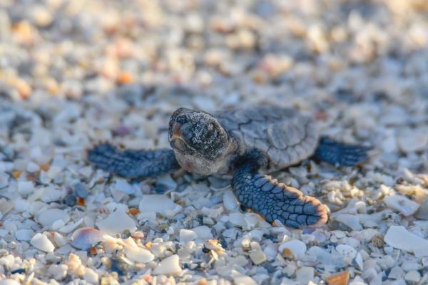 Sea turtles break nesting record