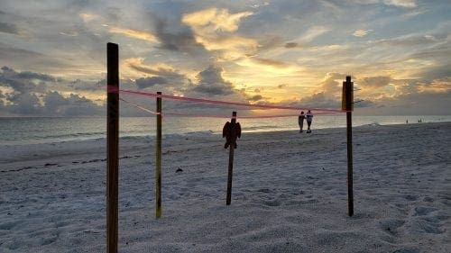 Good, bad records mark turtle season