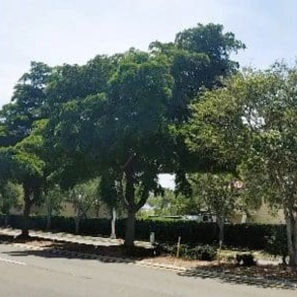 County plans tree removal in Manatee Avenue medians