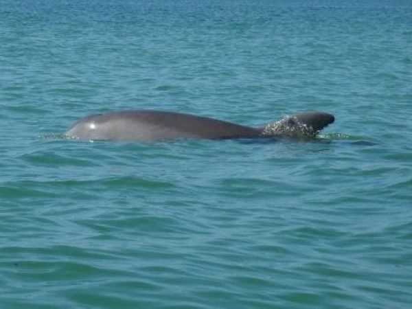 Dolphin
