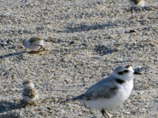 bird harassment snowy plover