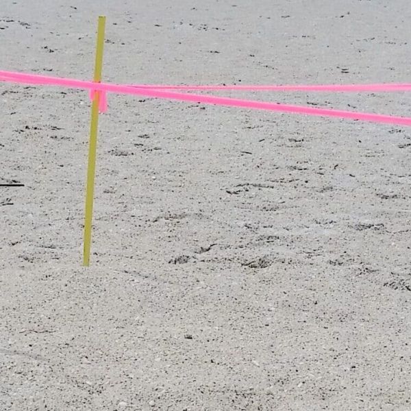 Holiday beachgoers disturb turtle nests