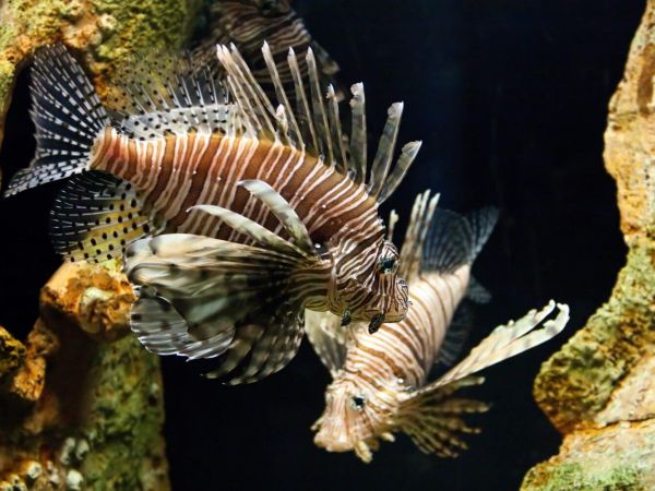 Help rid Island waters of lionfish