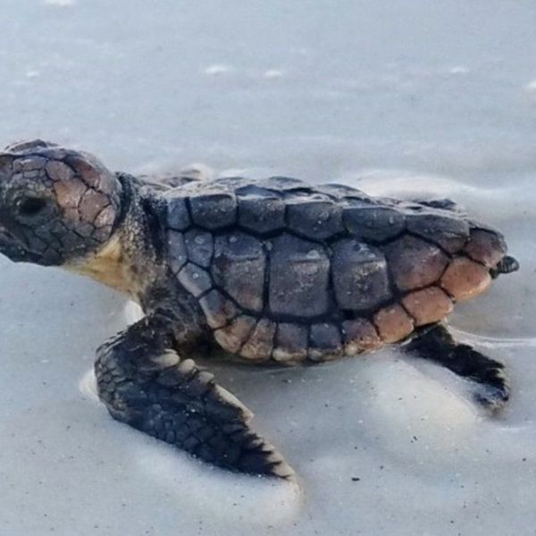 Turtle Watch releases stranding report