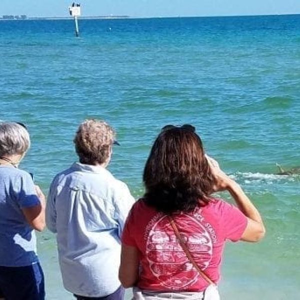 sea turtle release