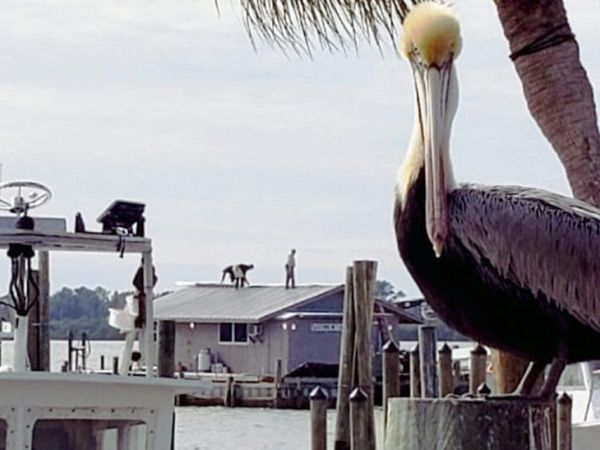 Net camp reroofed as suit planned to stop demolition