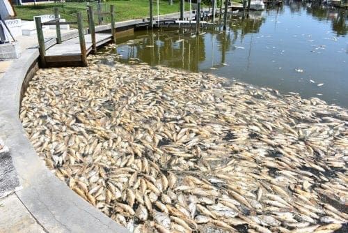 red tide canal cleanup