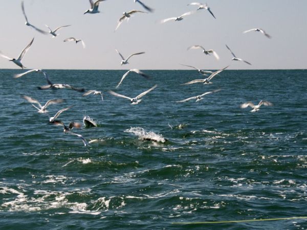 In praise of seabirds