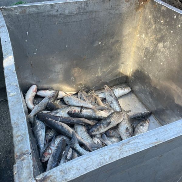 Fishermen report slow mullet season