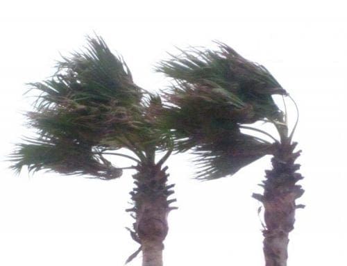 Storm palms