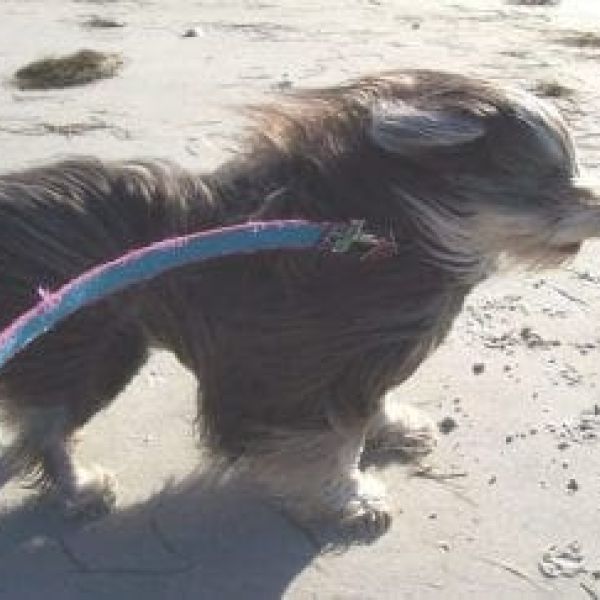 Prepare your pets for storms