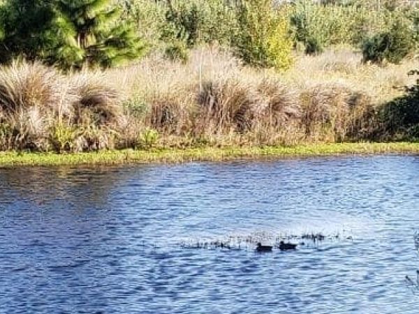 Hunters sound off on duck season