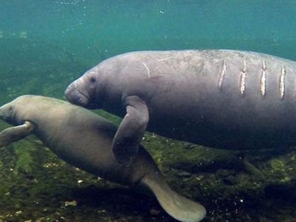 Watch out for manatees on the move