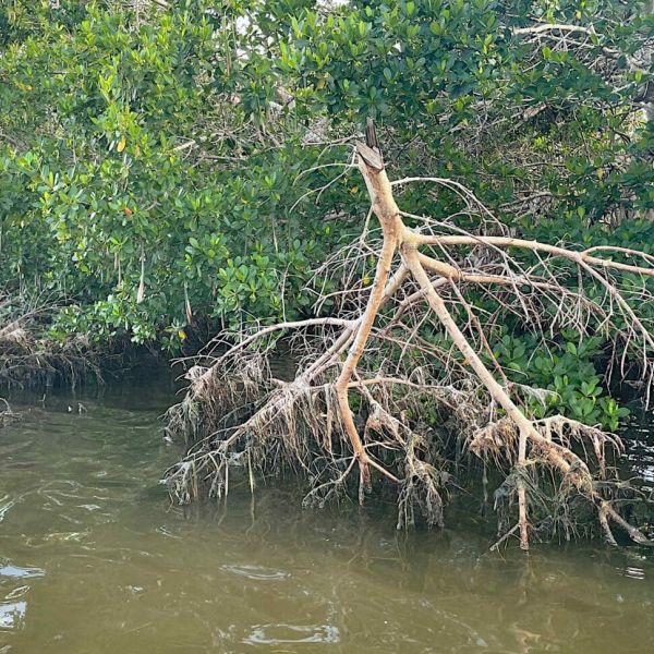 Aqua mangrove trimming prompts FDEP warning