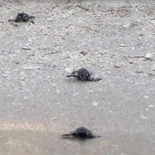Loggerhead sea turtle hatchlings