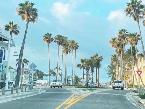 Commissioners pursue palm tree removal