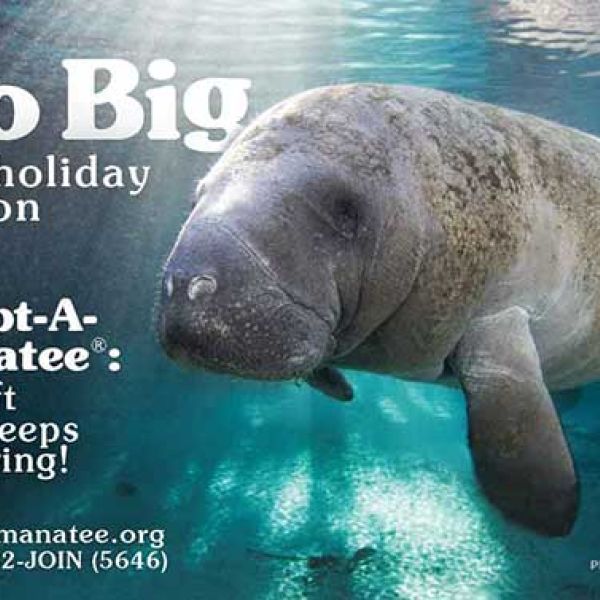 Environmental groups push to return manatees to endangered status