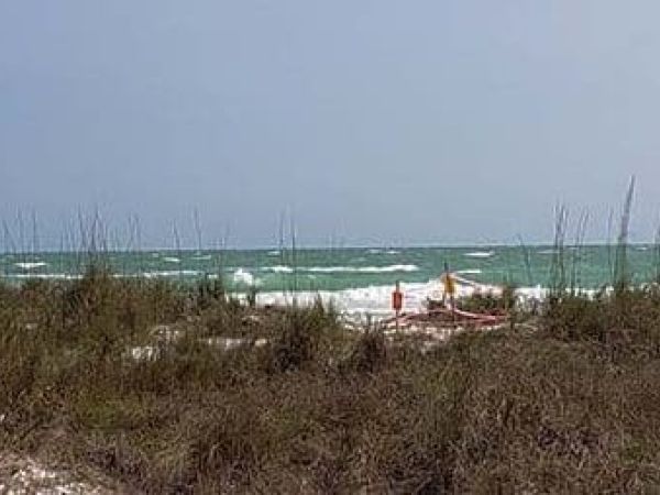 First turtle nest of season early