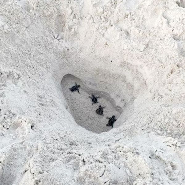 Bradenton Beach commissioners discuss beach hole ordinance