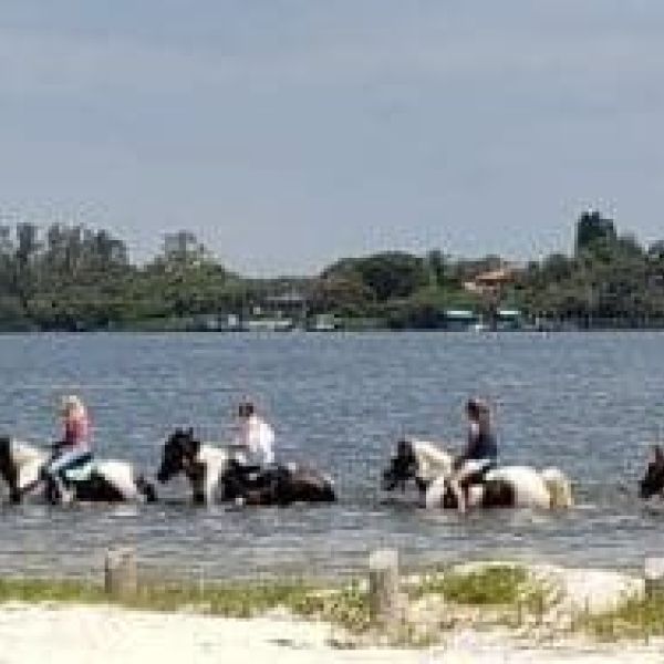 Concerns raised over horse waste in bay