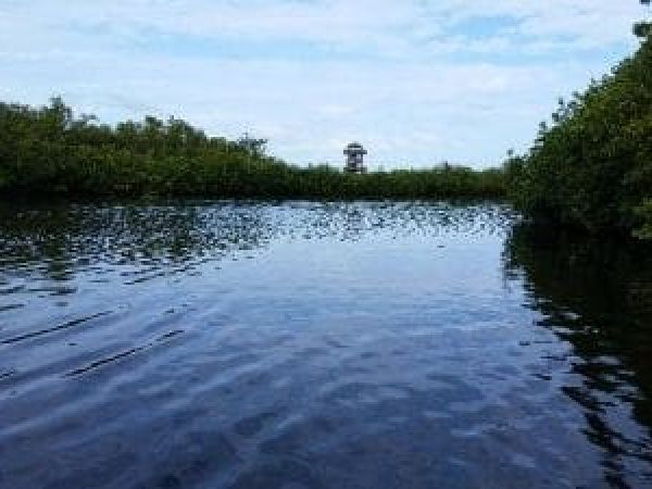 Non-toxic blue-green algae at Robinson Preserve