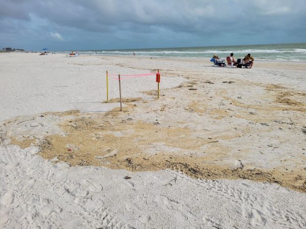 Elsa impacts sea turtle, shorebird nests