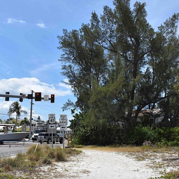 Bradenton Beach officials want Australian pines removed