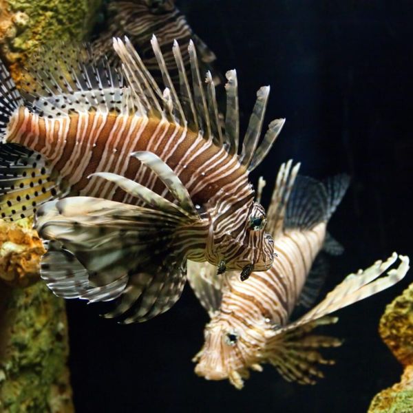 Help rid Island waters of lionfish