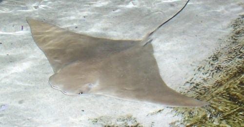 LifeLines: Stingray shuffle