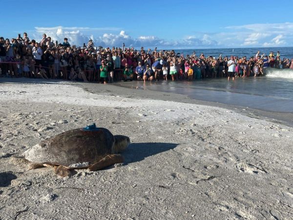 Sea turtle release attracts crowds Monday