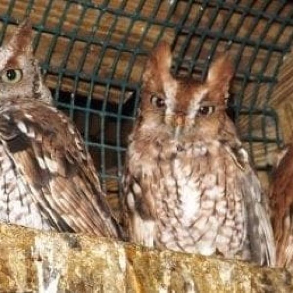 Music festival will benefit Wildlife Inc.