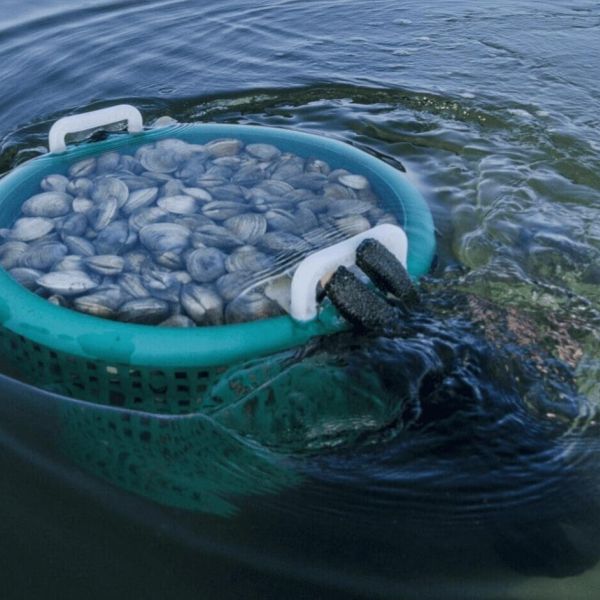 Commission considering clam and seagrass restoration request